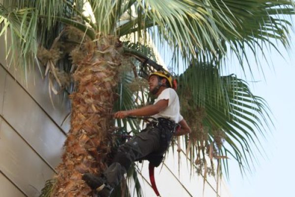 poda_palmera_4_20110513_1857121878bc4d